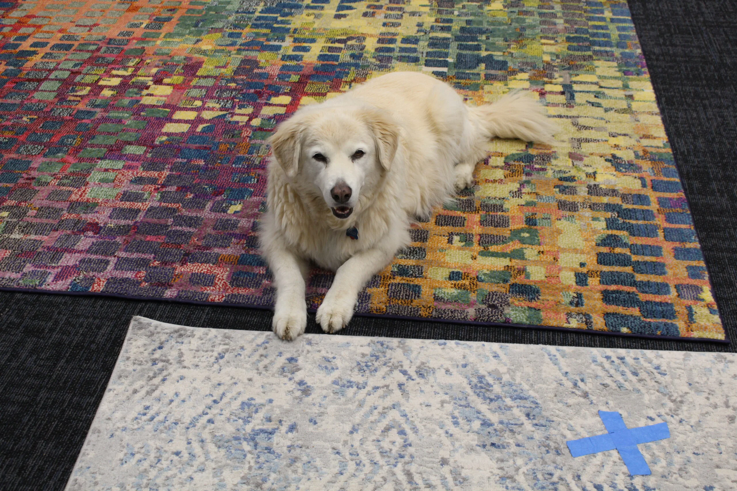 Holly the studio pup, loves pets and treats